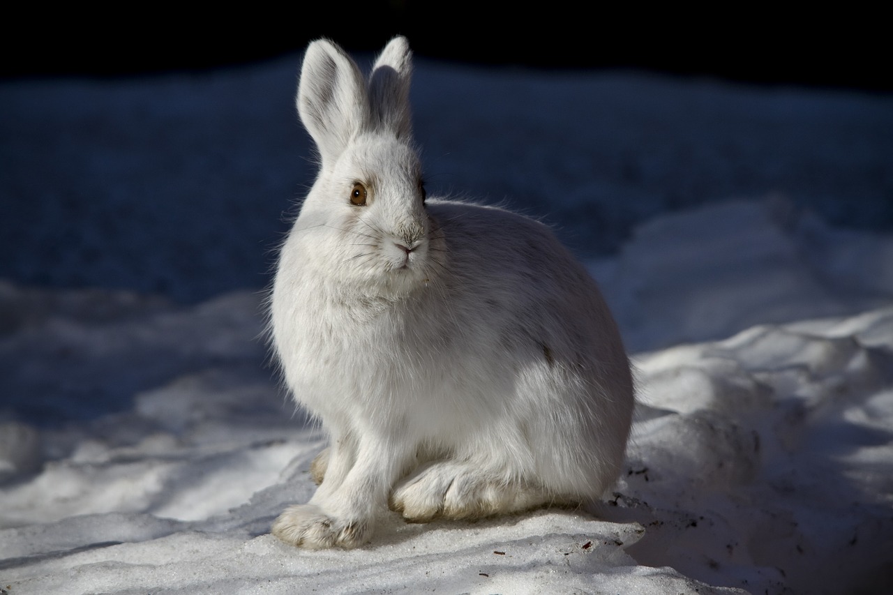 snowshoe-hare-1098932_1280.jpg